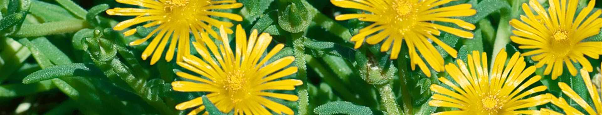 Winterharte Eisblumen Delosperma Congesta Fur Den Steingarten Landhandel Kortluke