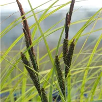 Carex gracilis.JPG